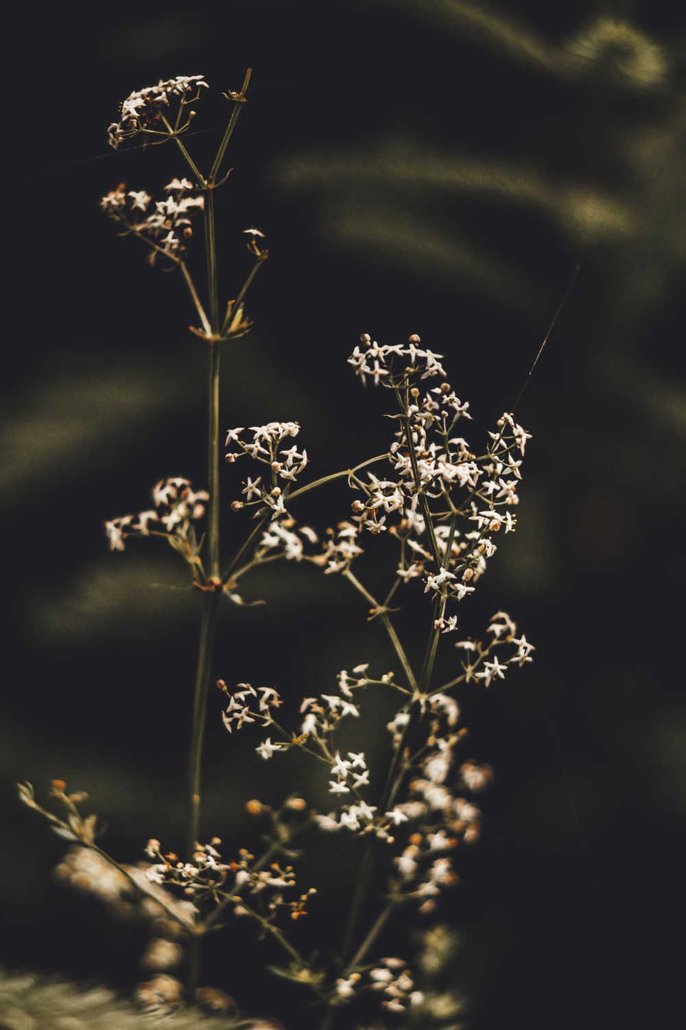 A close up of a small plant with white flowers · Free Stock Photo