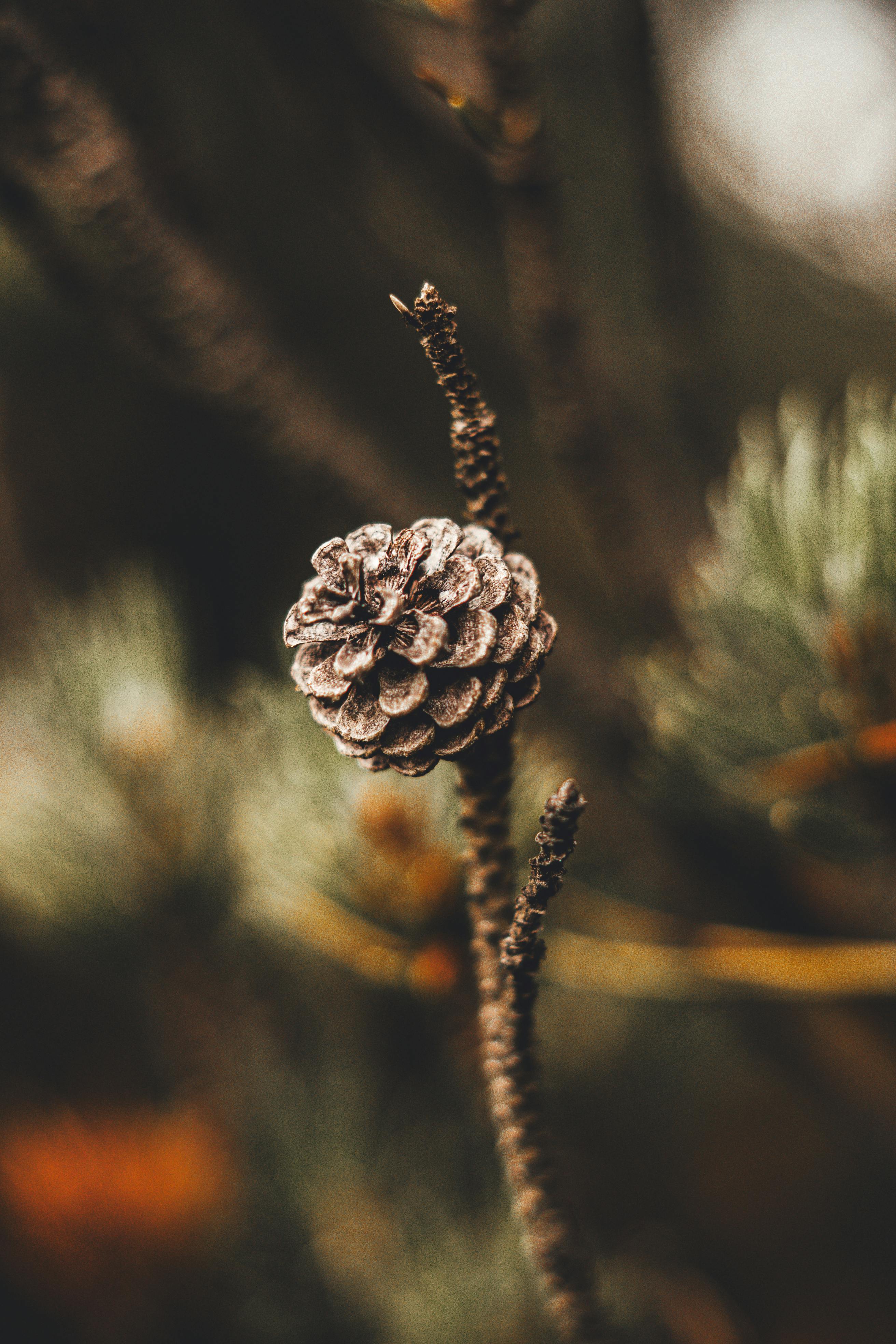 a pine cone on a branch in the woods