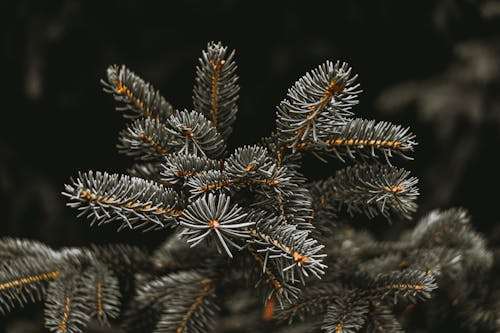 Kostenloses Stock Foto zu Ästhetik, baum, blatt