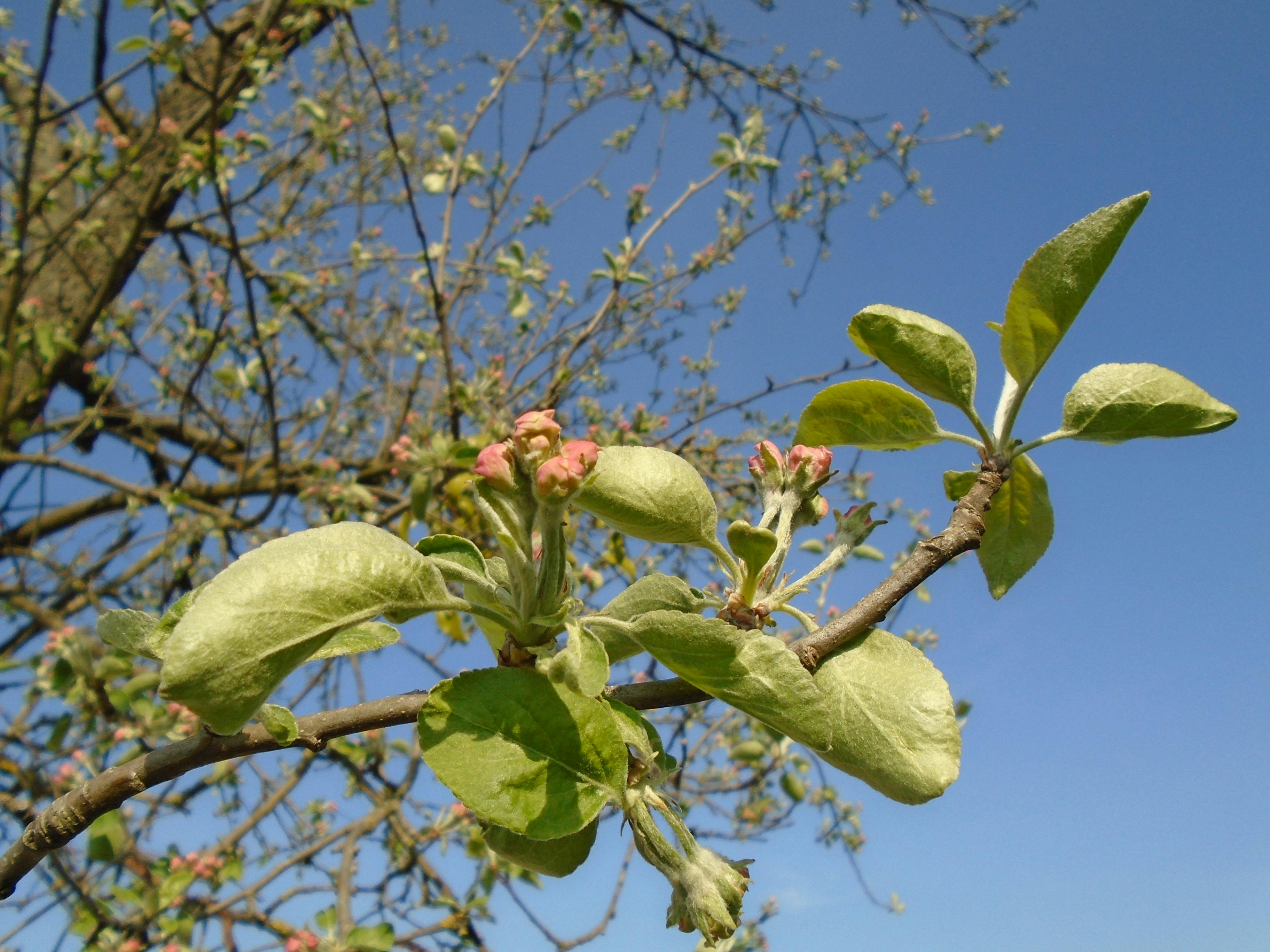 Free stock photo of appletree, blossom, blue