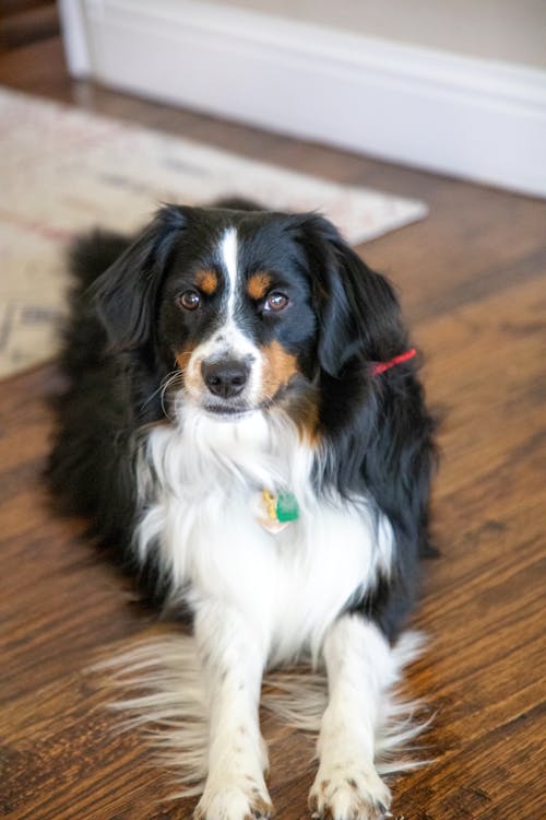 Free stock photo of beautiful dog, black tri dog, brown eyes