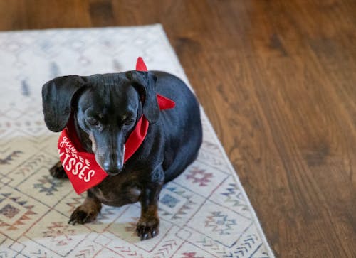 Free stock photo of bandana, black and tan dachshund, black dog
