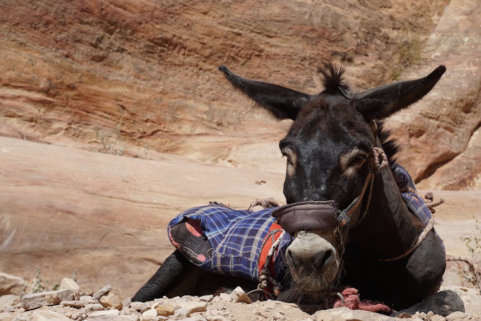 Best Hotels Near Petra Jordan for Every Budget - Featured Image