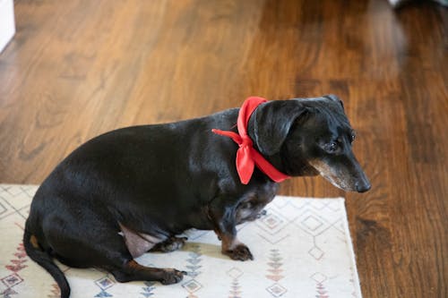 寵物, 微型臘腸犬, 戴著頭巾的狗 的 免費圖庫相片
