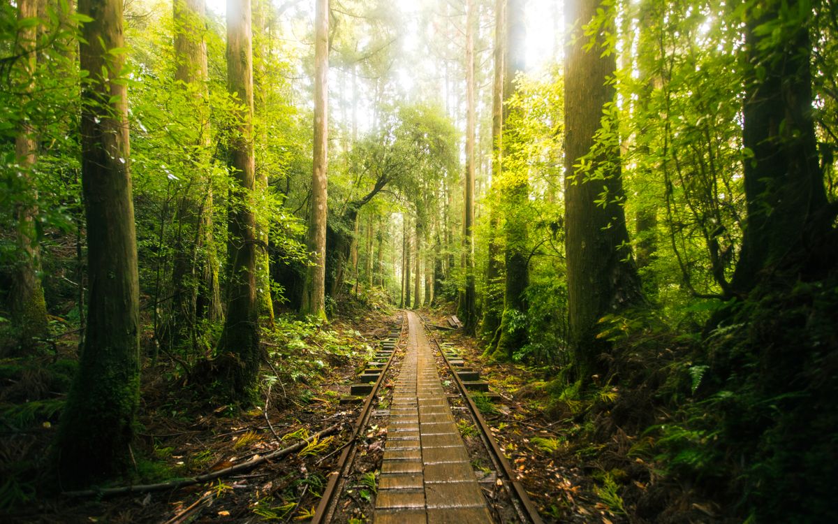 Wooden boardwalk trail through ancient cedar forest in Yakushima Island with sunlight filtering through towering trees