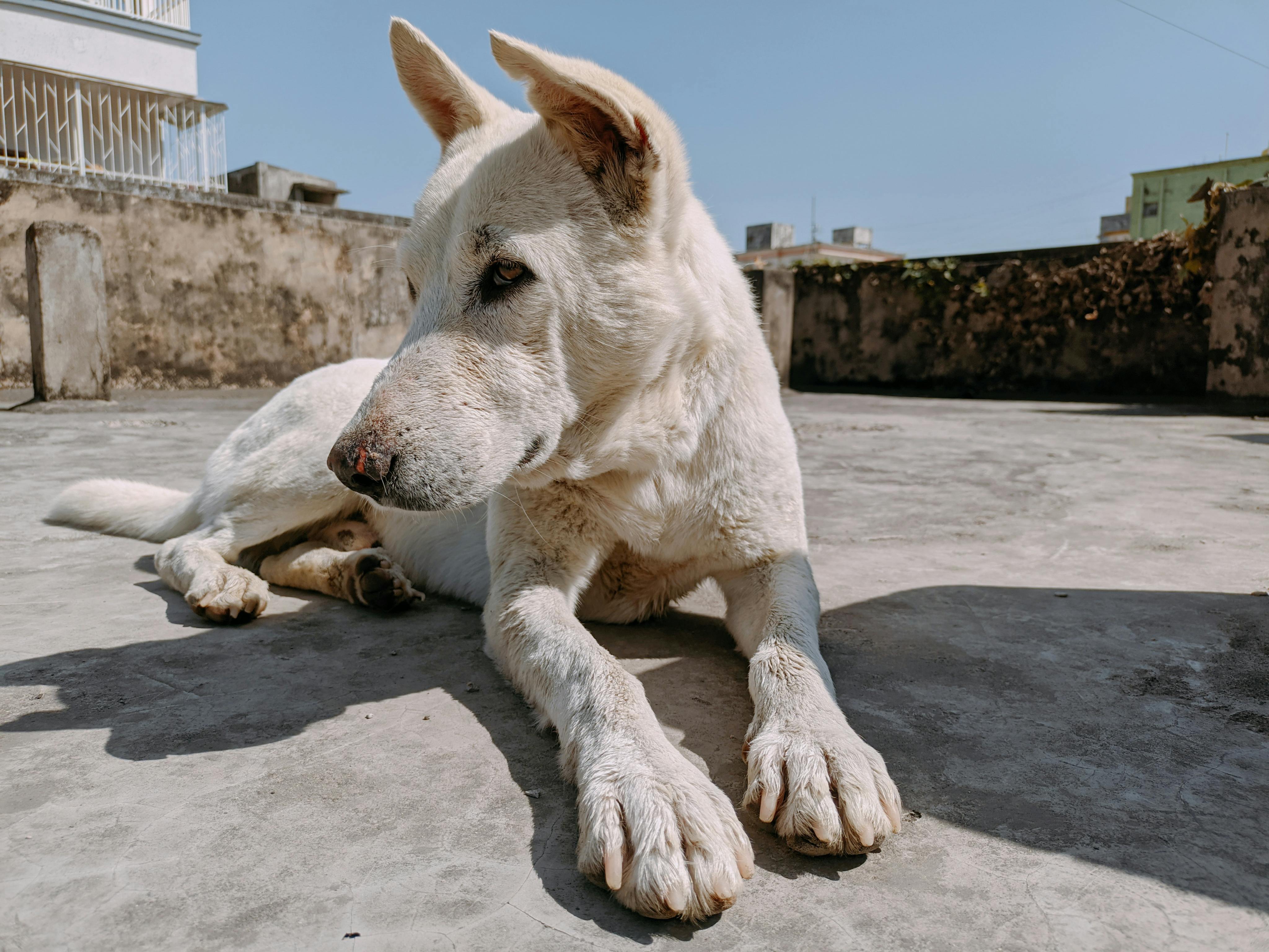 pet lifestyle bhopal — Photo by The Capturist on Pexels