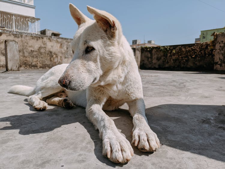 A Dog Lying On A Concrete Surface Outside 