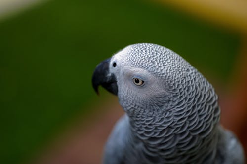 Gratis lagerfoto af dyrefotografering, fugl, grå papegøje