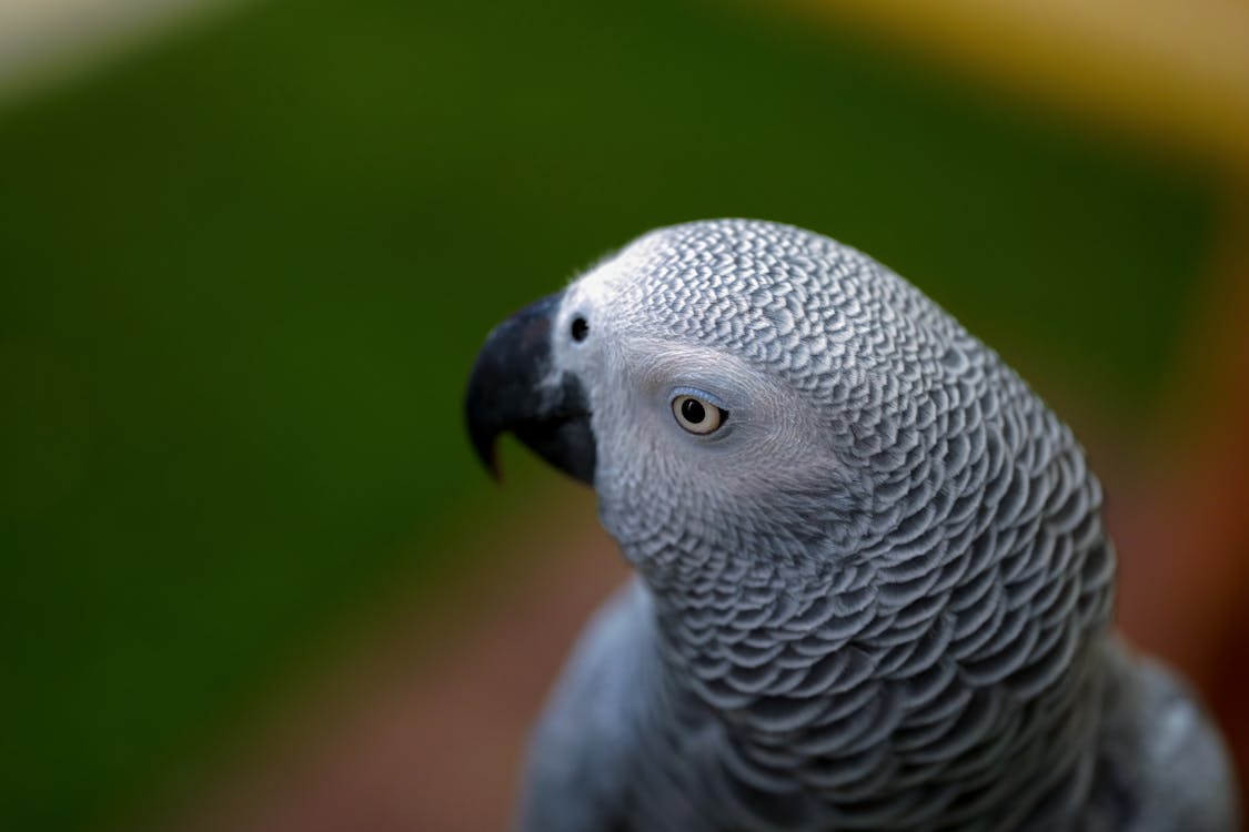 Closeup of Congo Grey Parrot