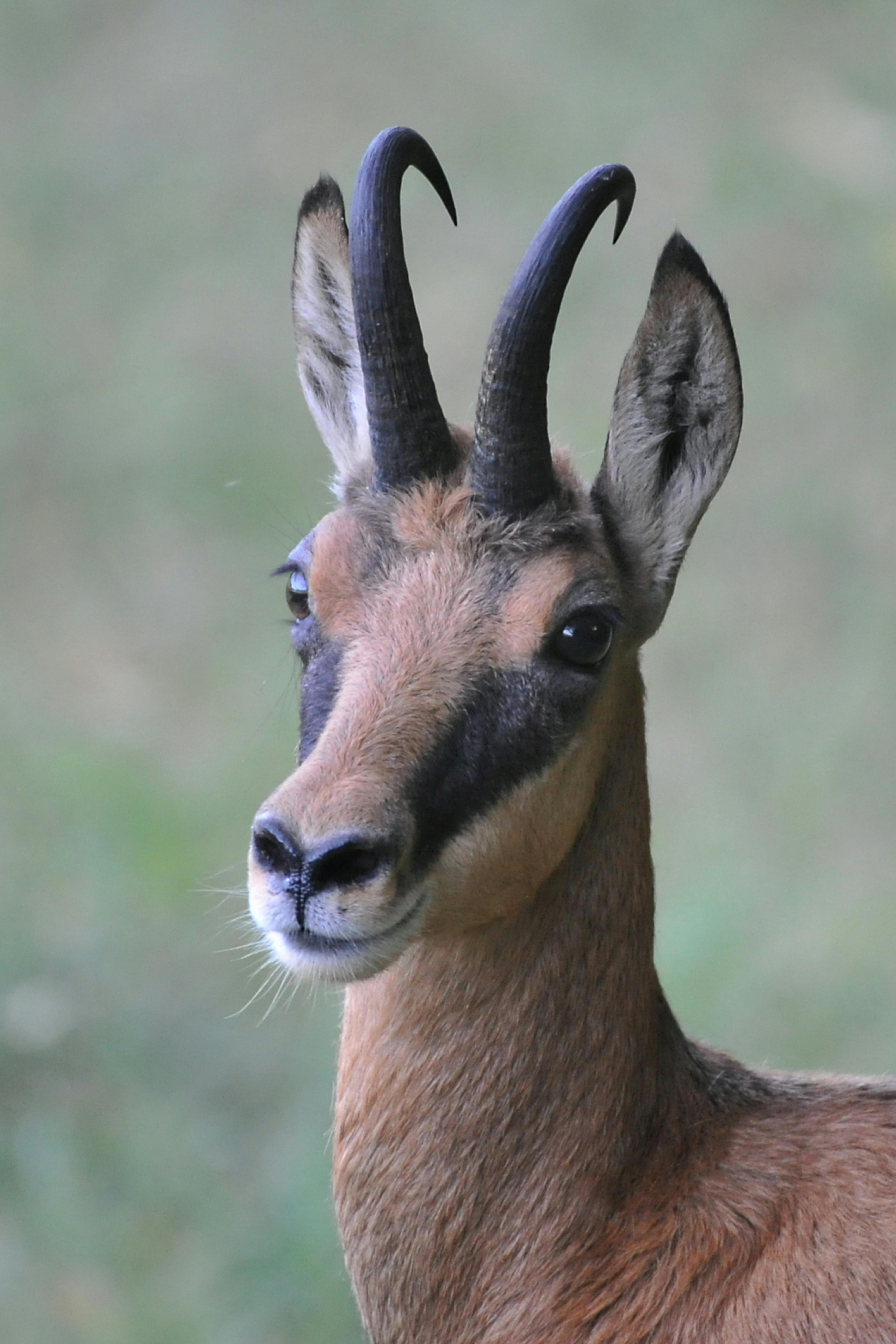 Gratuit Photos gratuites de alpes, animal, animal sauvage Photos