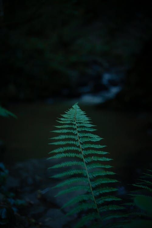 Close-up of a Fern Leaf