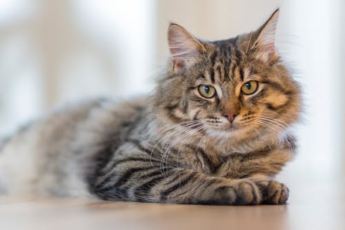 Grijze Cyperse Kat Liggend Op Een Witte Ondergrond