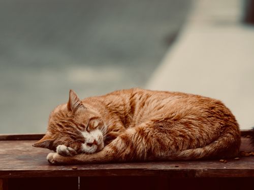 Free Adorable orange cat peacefully sleeping outdoors in İzmir, Türkiye. Stock Photo