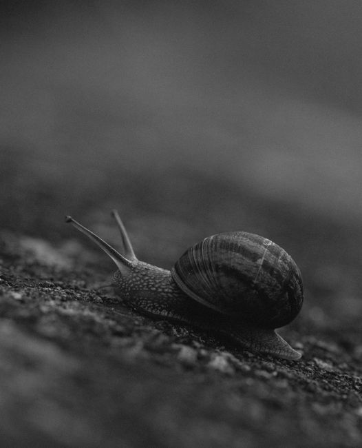 Artistic black and white close-up of a snail on rough ground.