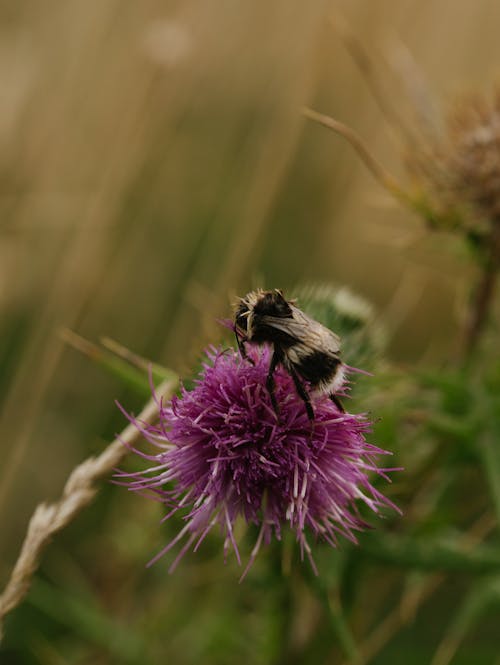 Close-up of a Bumblebee on a Flower