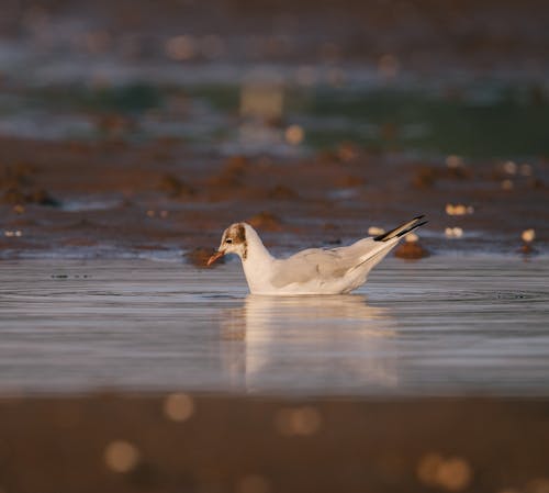 Kostenloses Stock Foto zu möwe, nahansicht, selektiven fokus