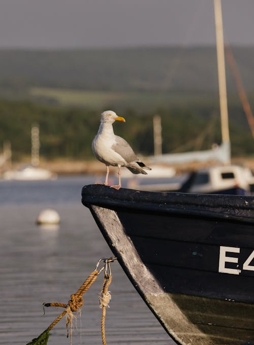 Close-up of a Seagull Sitting on a Boat 