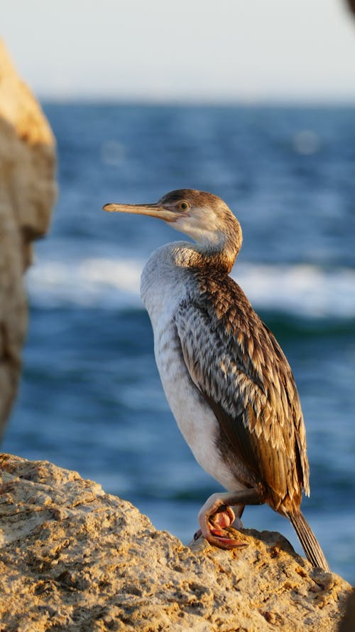 Cormorant Perching on Rock by Sea