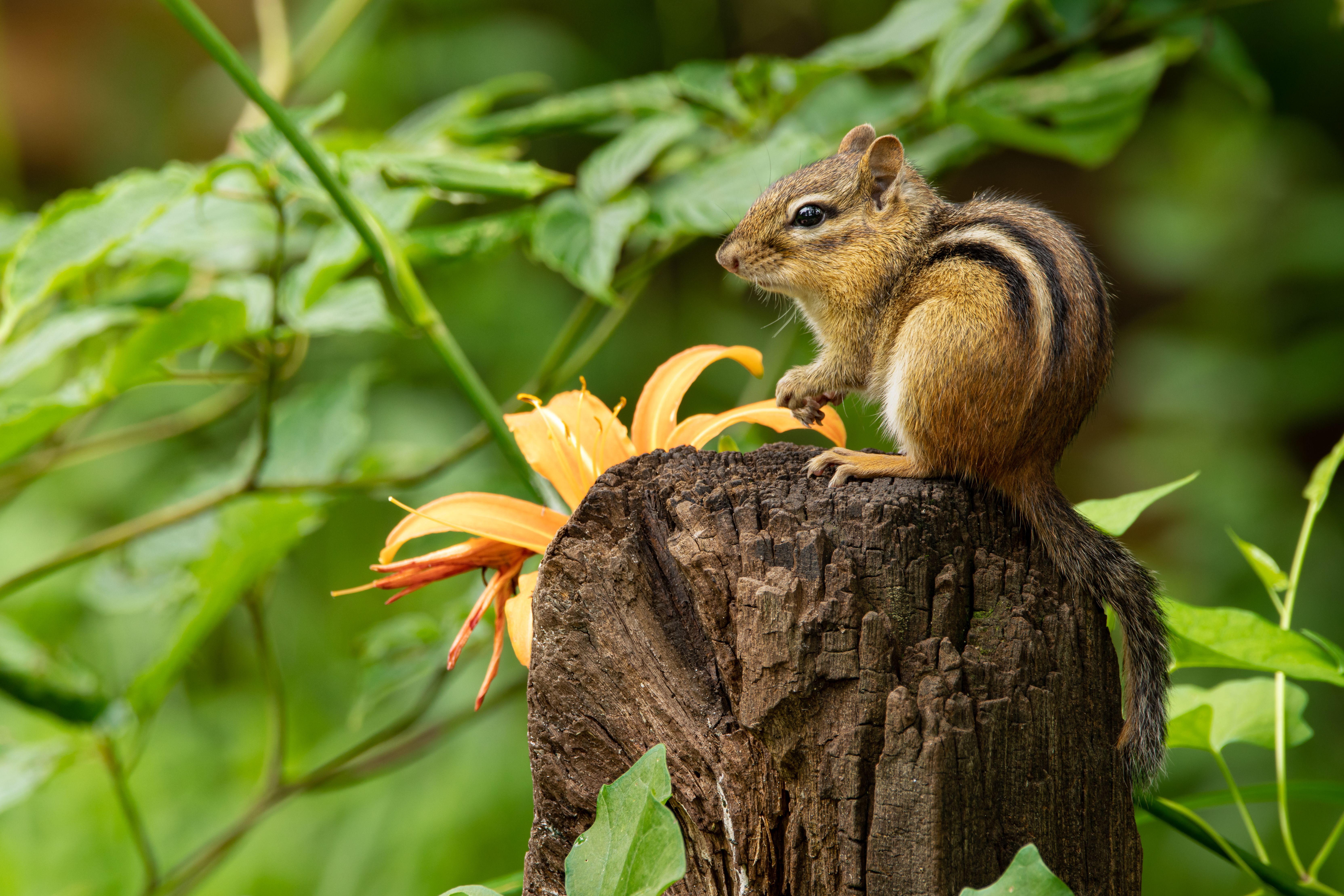 Little Squirrel on a Tree · Free Stock Photo