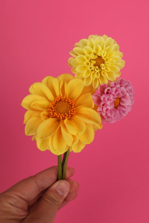 Free stock photo of dahlia, pink background, yellow flowers