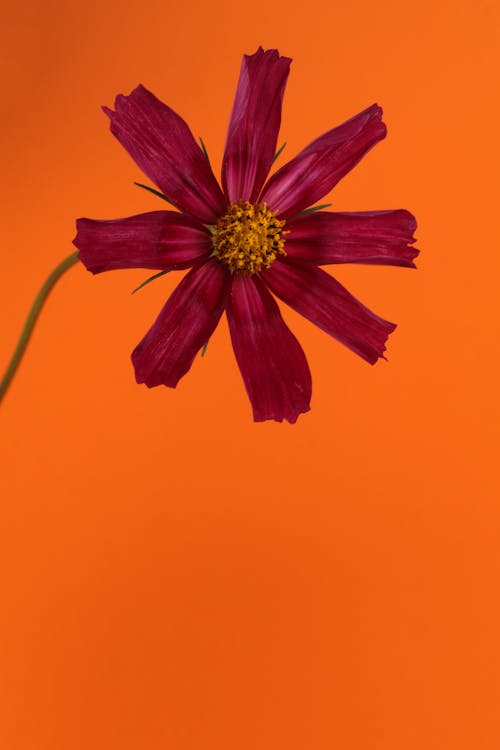 Free stock photo of orange background, red flower