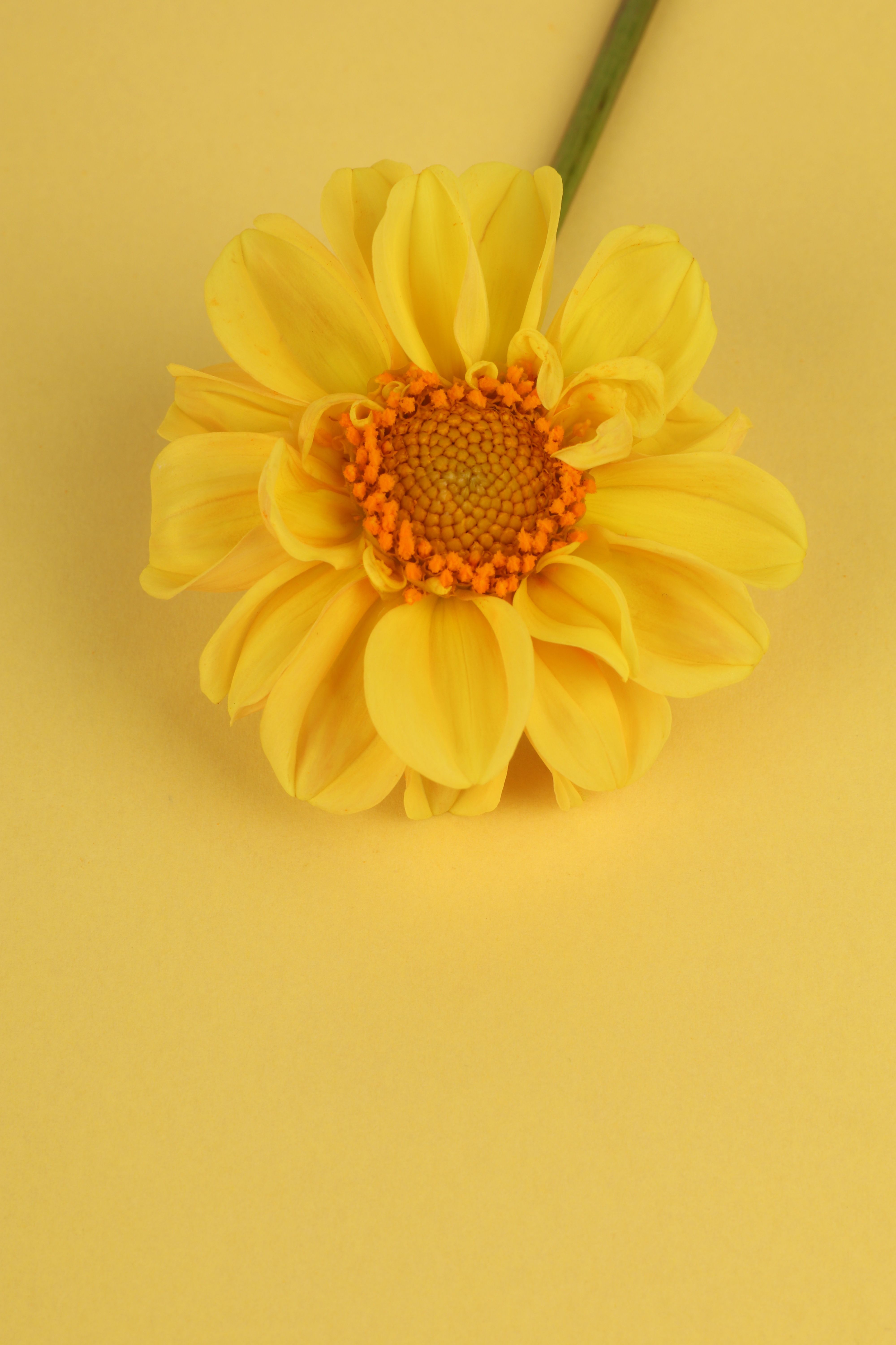 Fotomural Detalle de un brillante crisantemo amarillo sobre un fondo amarillo continuo.