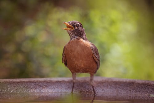 Close-Up Photo of a American Robin Bird Standing in a Basin with Water