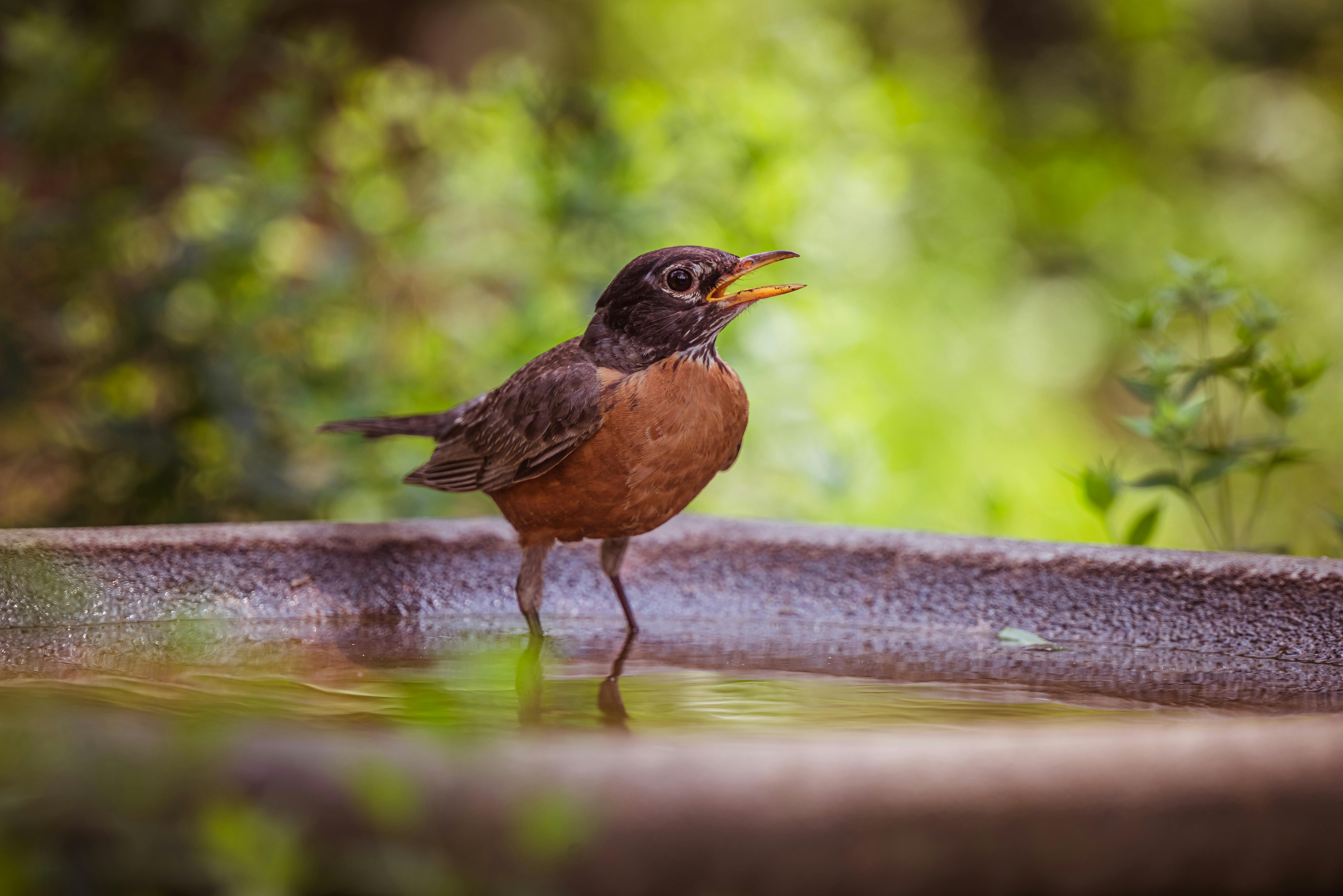 A Thrush Perching in Water · Free Stock Photo