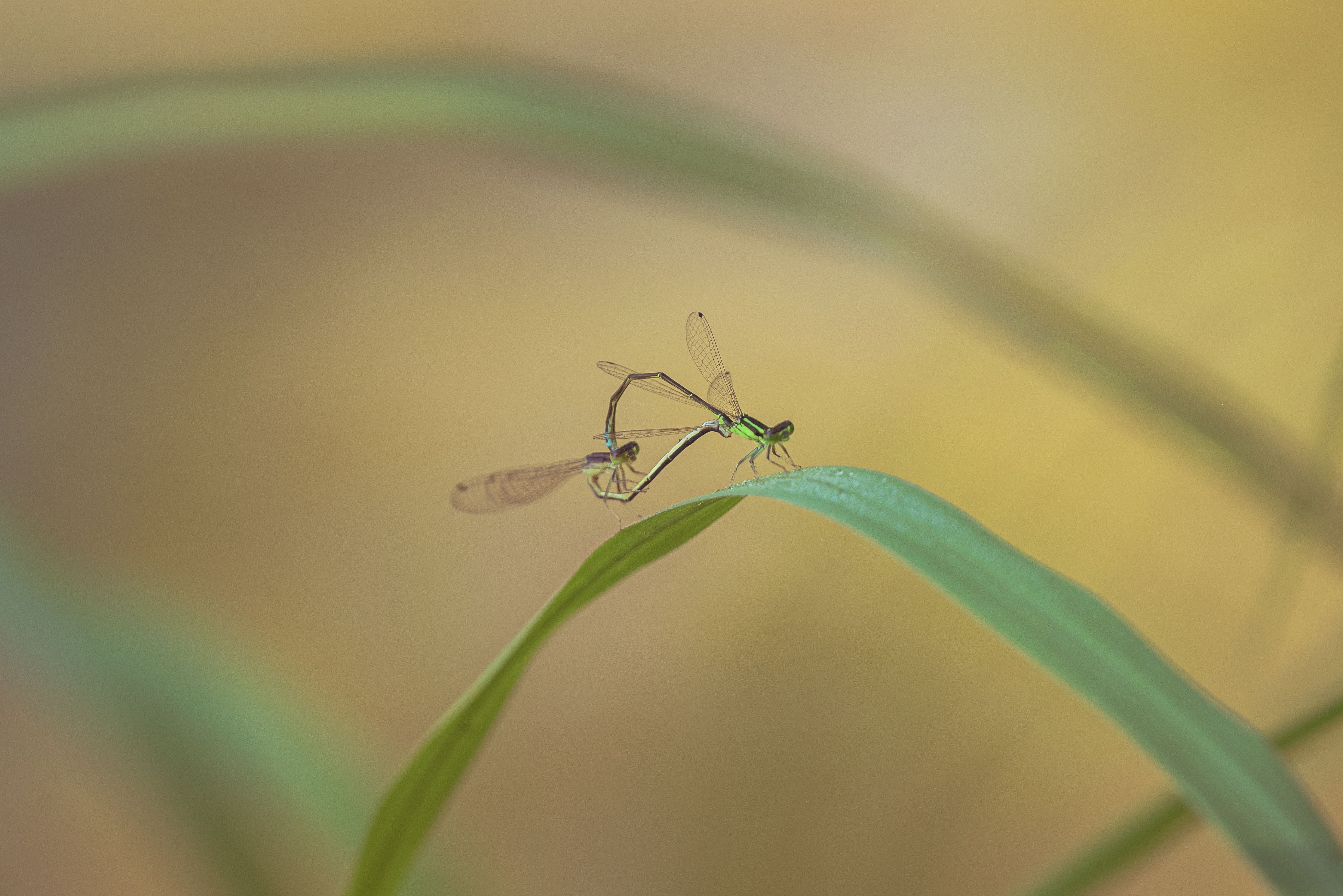 Close-up of Dragonflies on a Blade of Grass · Free Stock Photo