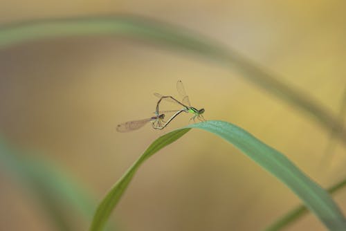 Free Close-up of Dragonflies on a Blade of Grass Stock Photo