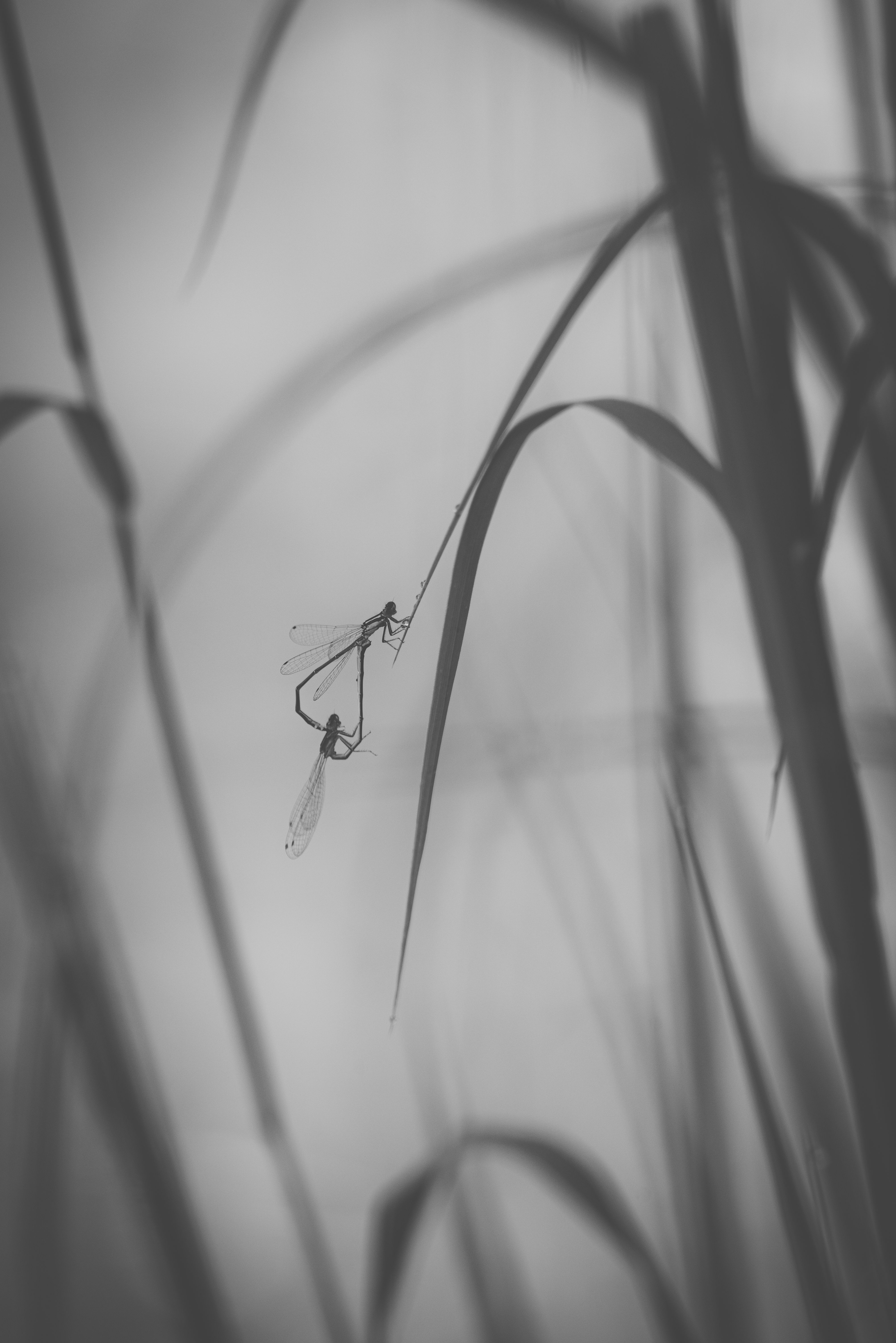Close-up of Dragonflies on a Blade of Grass · Free Stock Photo