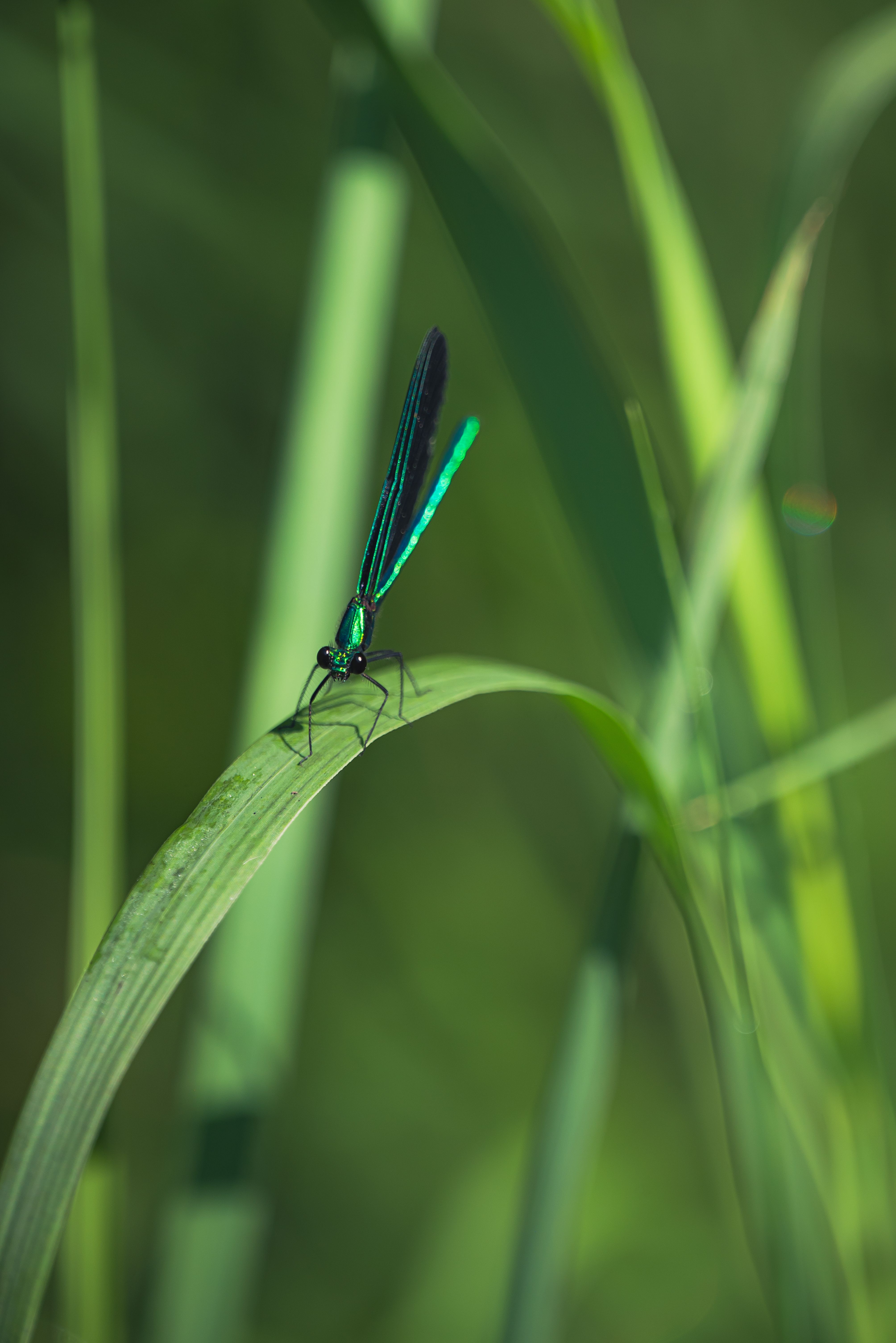 Close-up of a Dragonfly on a Blade of Grass · Free Stock Photo