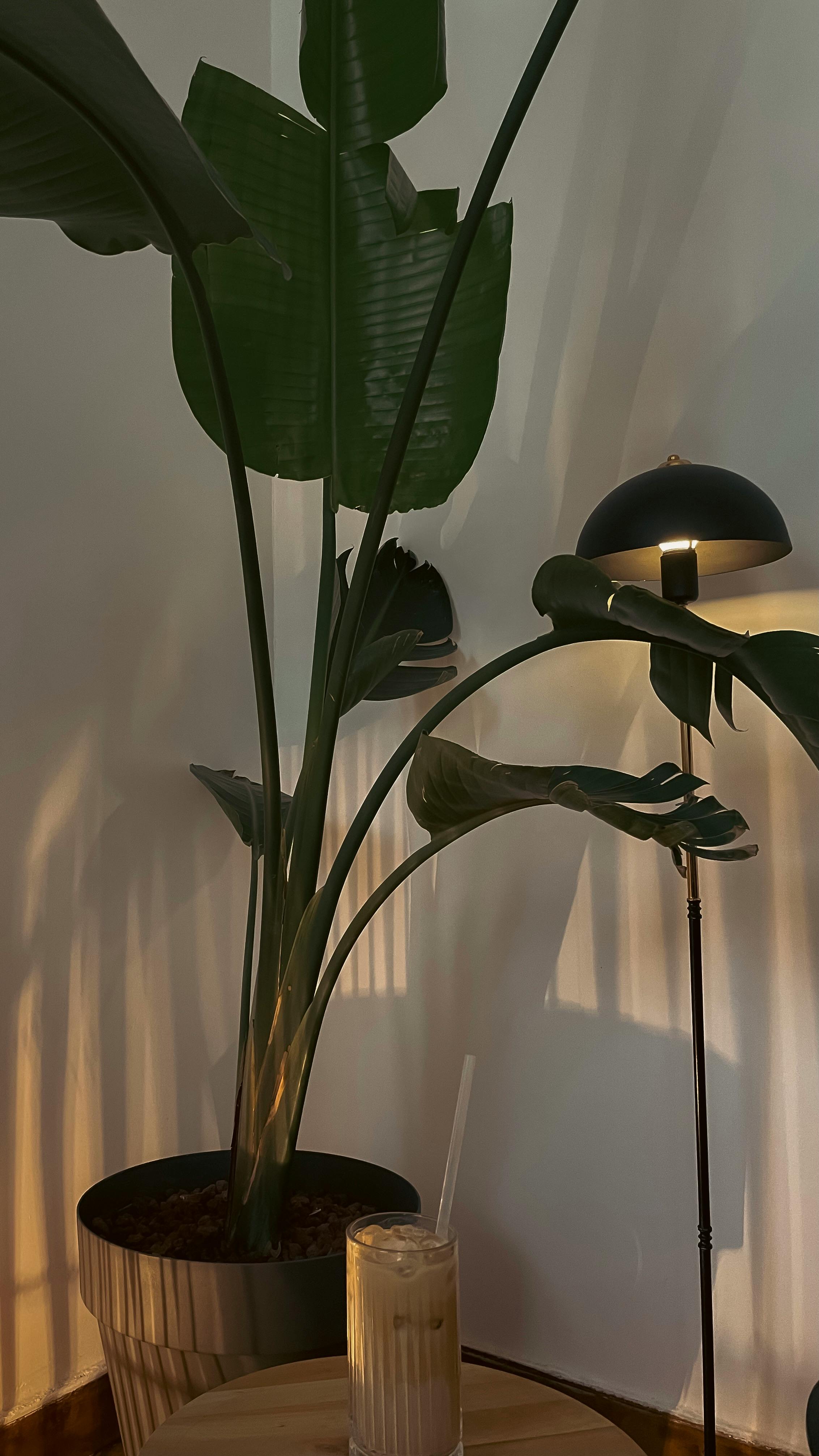 Houseplant and Lamp · Free Stock Photo