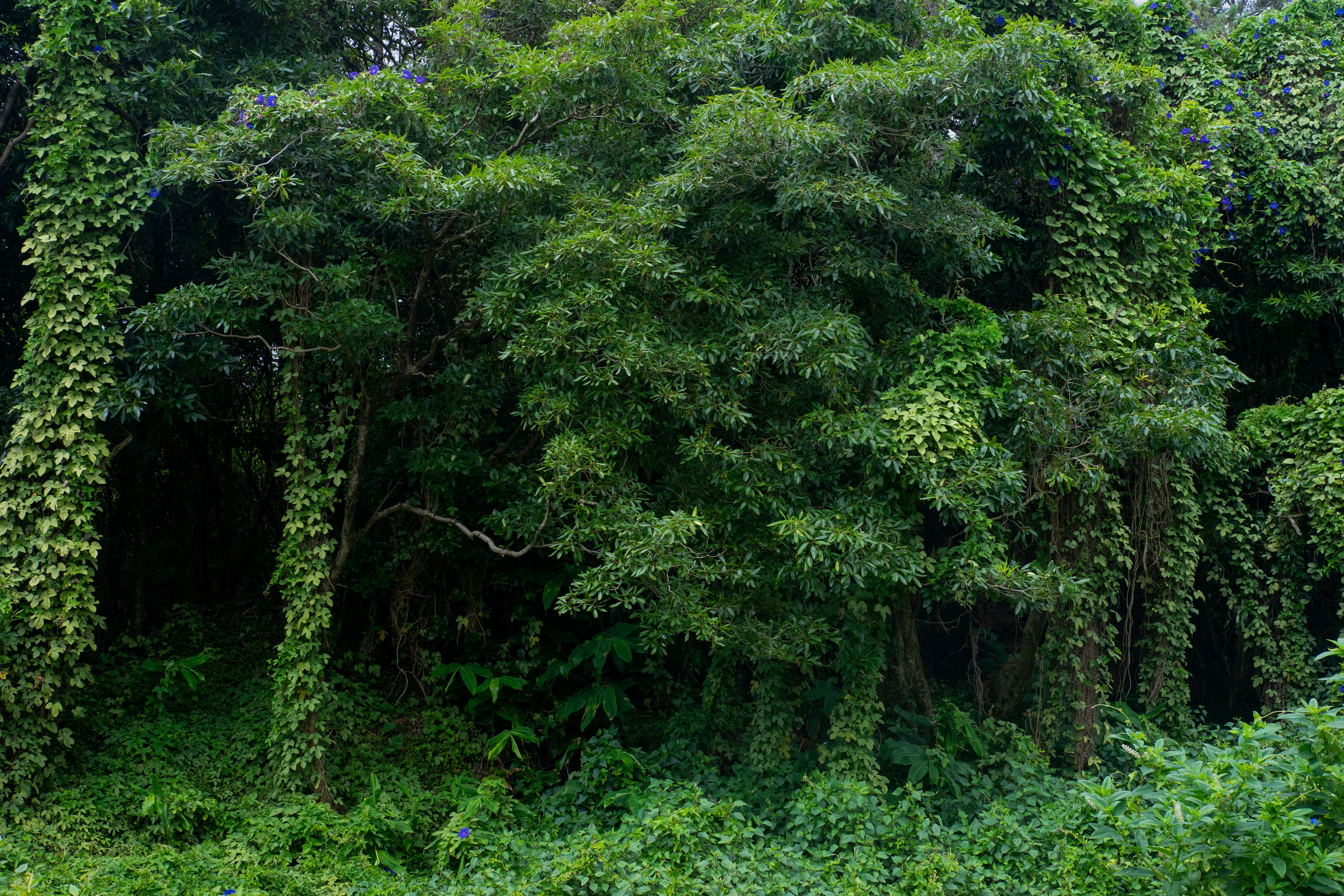 Vibrant forest scene featuring abundant green foliage and climbing vines creating a natural, serene environment.
