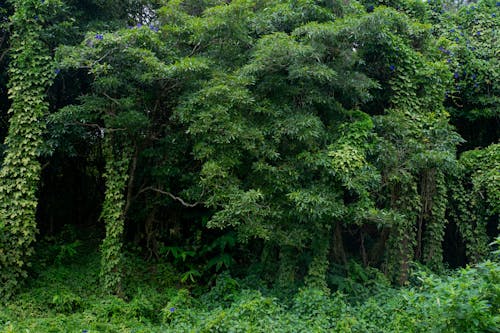 Darmowe zdjęcie z galerii z drzewa, las, liście