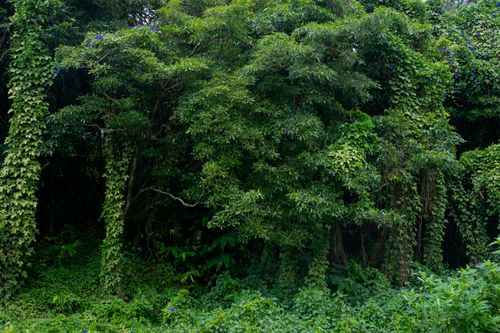 Free Vibrant forest scene featuring abundant green foliage and climbing vines creating a natural, serene environment. Stock Photo