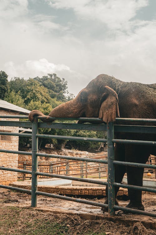 An Elephant Standing behind the Fence in a Zoo 