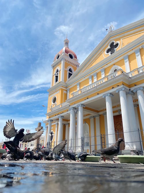 Pigeons on Pavement in Front of Cathedral in Granada, Nicaragua