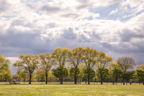 Imagine de stoc gratuită din arbori, cer înnorat, la țară