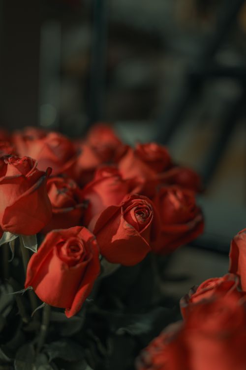Free A beautiful close-up of fresh red roses with a soft, natural background. Stock Photo
