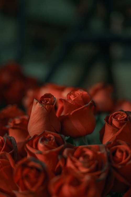 Free Bouquet of Red Roses Stock Photo