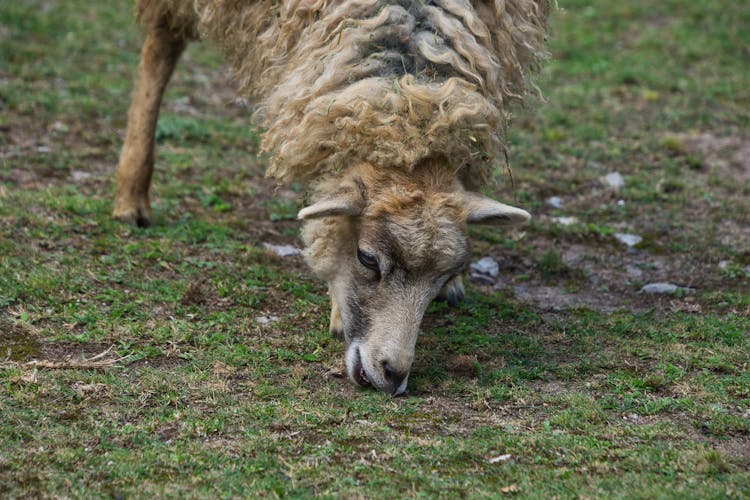 Sheep Eating Grass