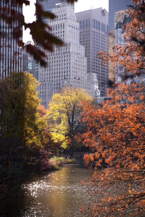 Free Trees in Central Park in Autumn Stock Photo