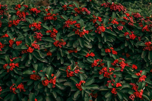 Бесплатное стоковое фото с зеленые листья, красные цветы, крупный план