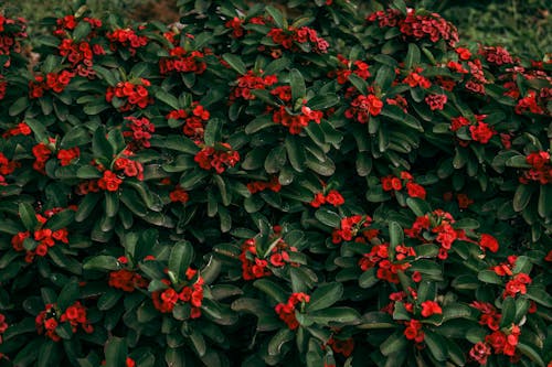 公園, 增長, 植物群 的 免費圖庫相片