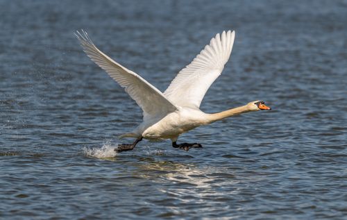 Free A majestic mute swan gracefully taking off from a calm lake surface in daylight. Stock Photo