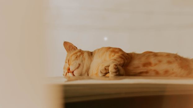 A ginger cat peacefully sleeping indoors, captured with soft lighting for a warm and serene feel.