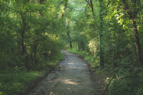 View of a Pathway between Green Trees