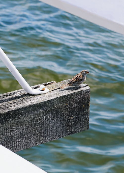 Sparrow on a Wooden Pier 