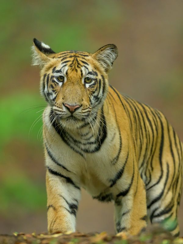 Bengal Tiger in Tadoba National Park near Nagpur